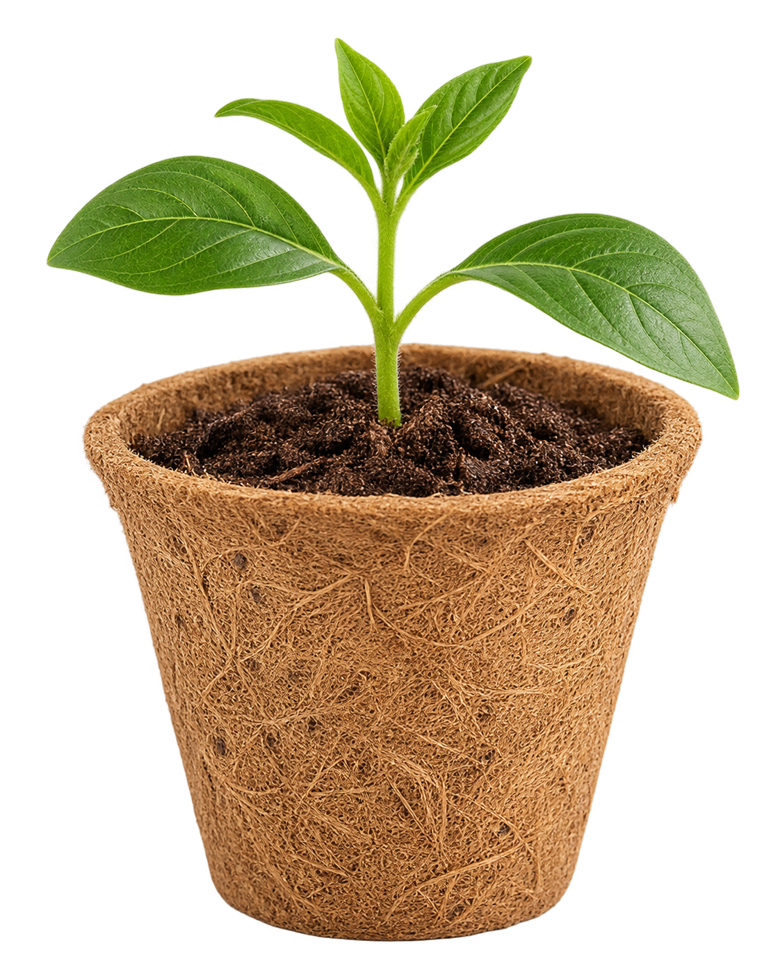 Concept biodegradable coconut fiber plant pot for nurseries and farms in The Bahamas